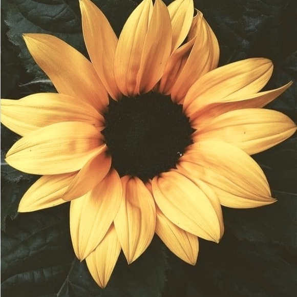 Meet your Posher, Sandra - Picture 1 of 1